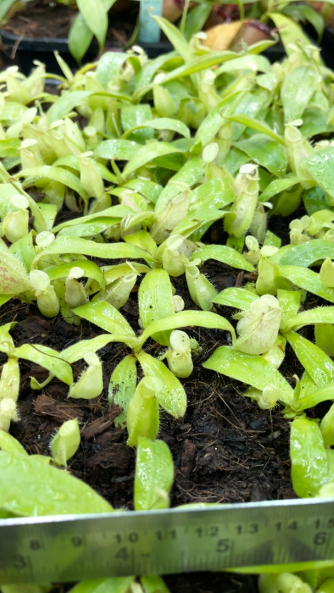 N. ampullaria -'Bronze Nabire’ - selected clone