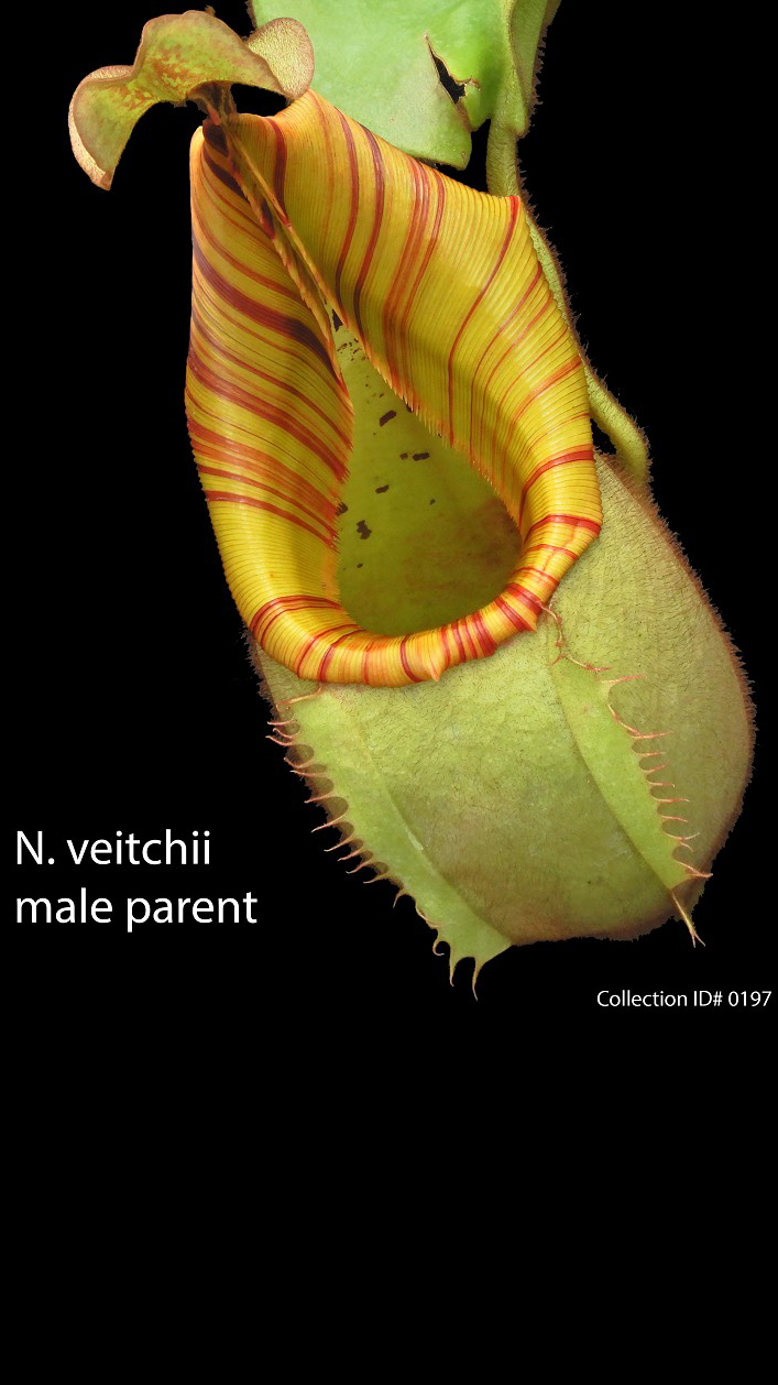 N. veitchii - Bario Highland - grex # 1