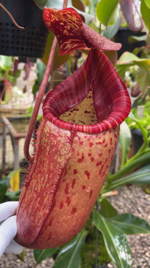 N. peltata x (veitchii x lowii)