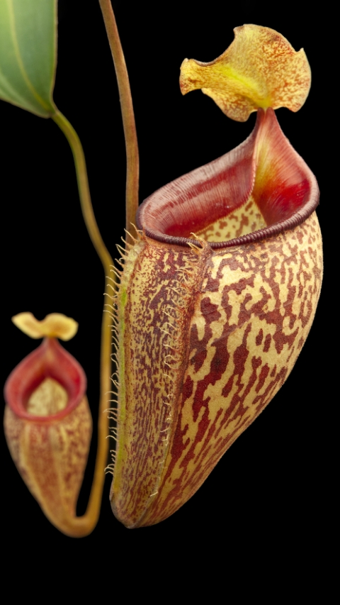 N. talangensis - selected clone