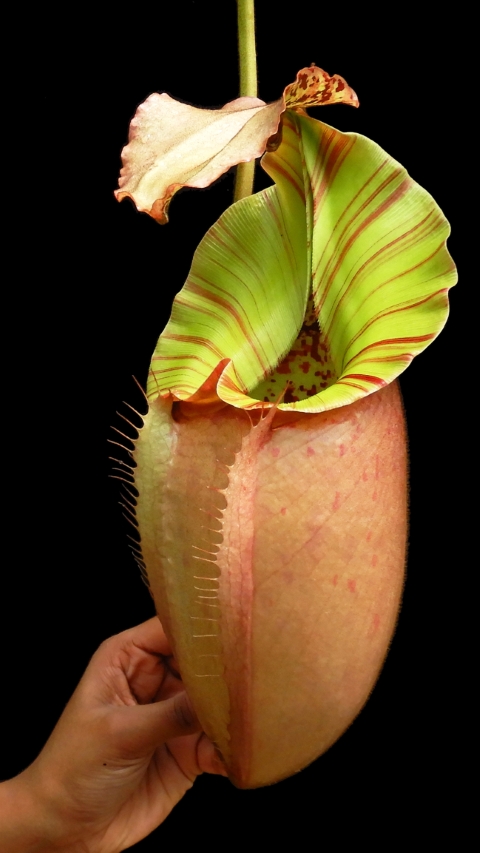 N. burbidgeae x veitchii