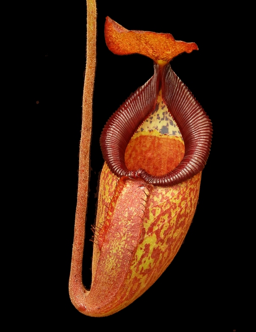 N. petiolata x talangensis - selected clone