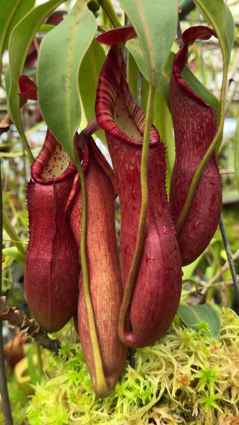 N. petiolata - assorted clones