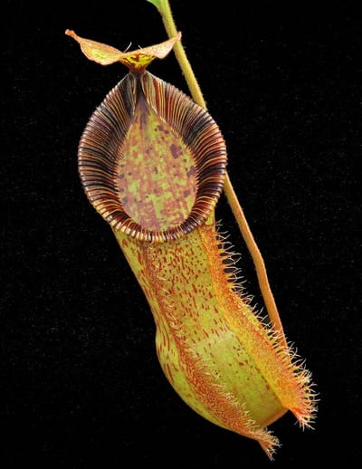 N. hamata x (veitchii x lowii) - assorted clones