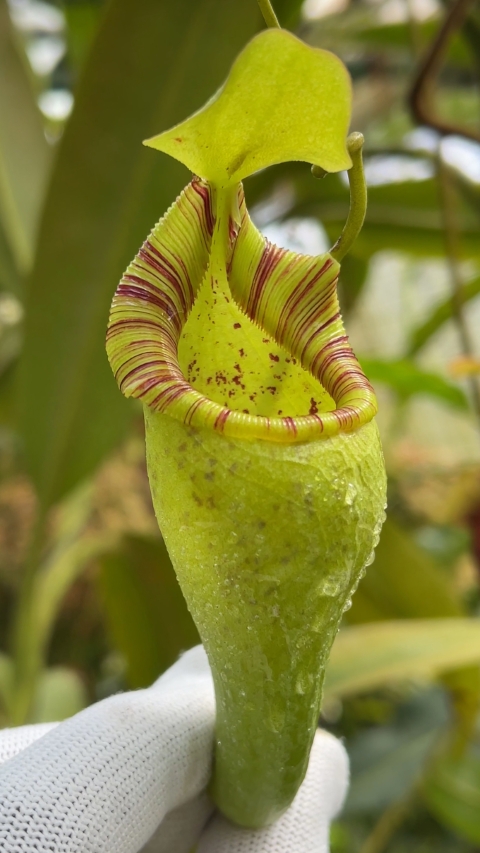 N. ovata – selected clone