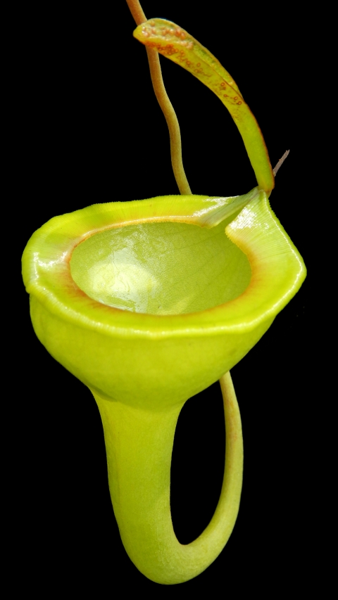 N. jamban – grex # 1 – two selected clones