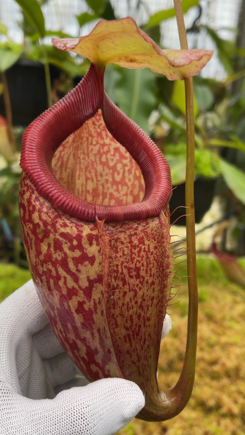 N. merrilliana x glabrata ' selected clone