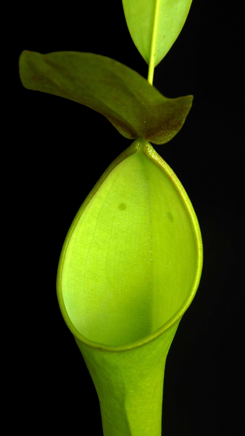 N. reinwardtiana – assorted clones