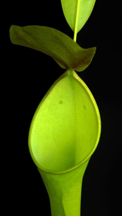 N. reinwardtiana – assorted clones