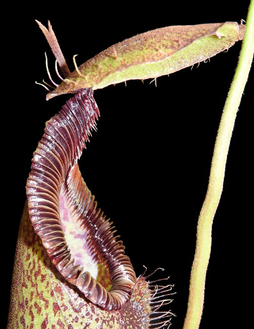 N. hamata x robcantleyi – assorted clones