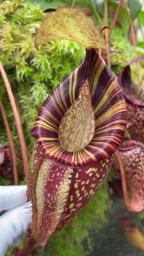 N. talangensis x spectabilis