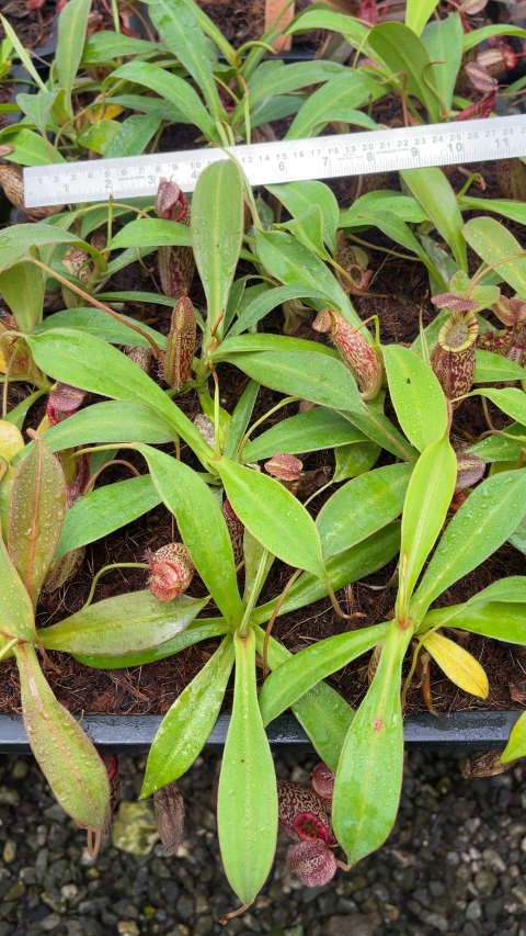 N. talangensis x spectabilis