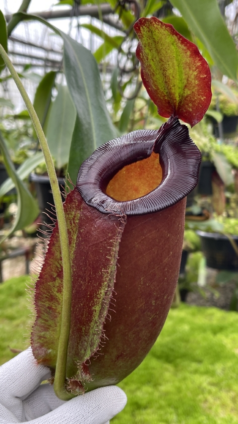 N. spathulata x ampullaria – solid red