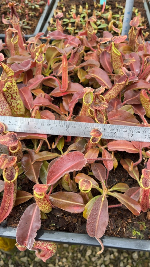 N. maxima - wavy leaf - clone #9