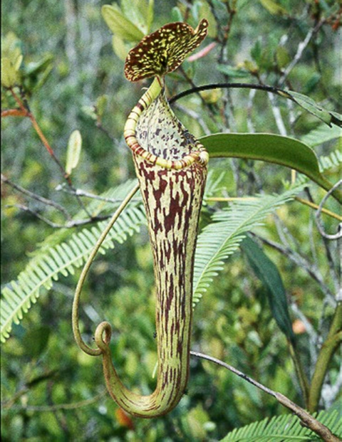 N. stenophylla – best selected clone