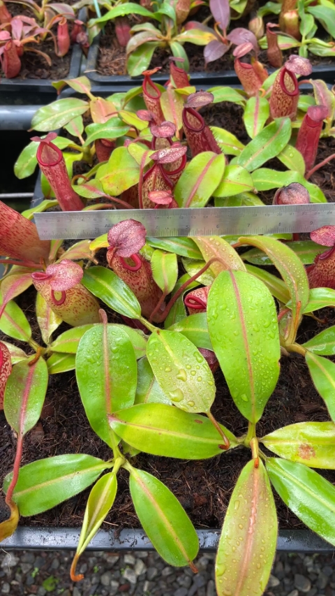 N. (veitchii x mira) x klossii - assorted clones