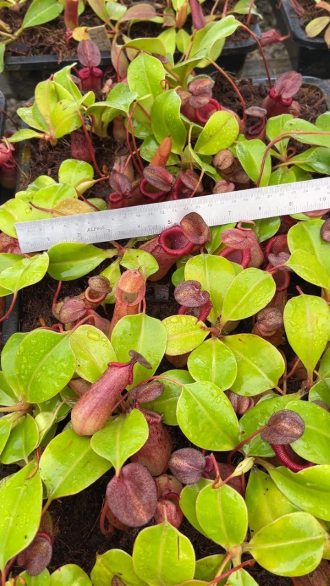 N. robcantleyi x (sibuyanensis x ventricosa)