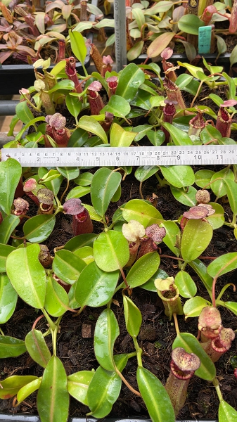 N. (veitchii x lowii) x burbidgeae - assorted clones