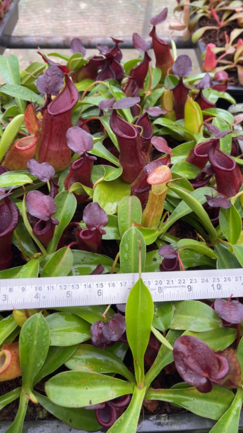 N. spathulata x tobaica - selected clone