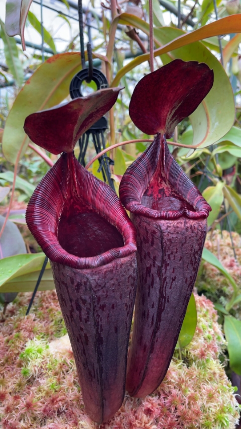 N. (veitchii x lowii) x spectabilis – assorted clones