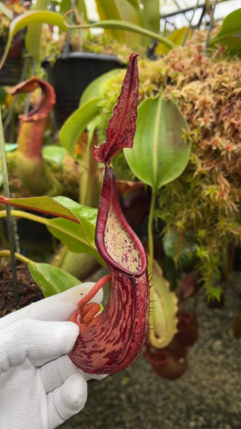 Nepenthes dactylifera