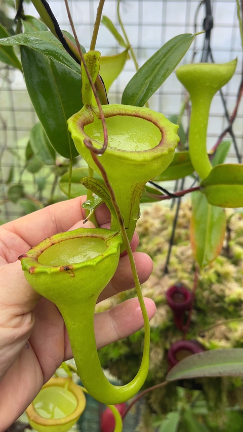 N. jamban – grex # 1 – two selected clones