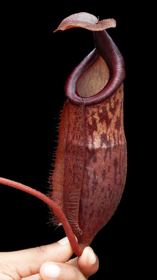 N. mira x peltata – assorted clones