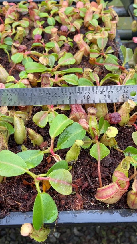 N. robcantleyi x veitchii