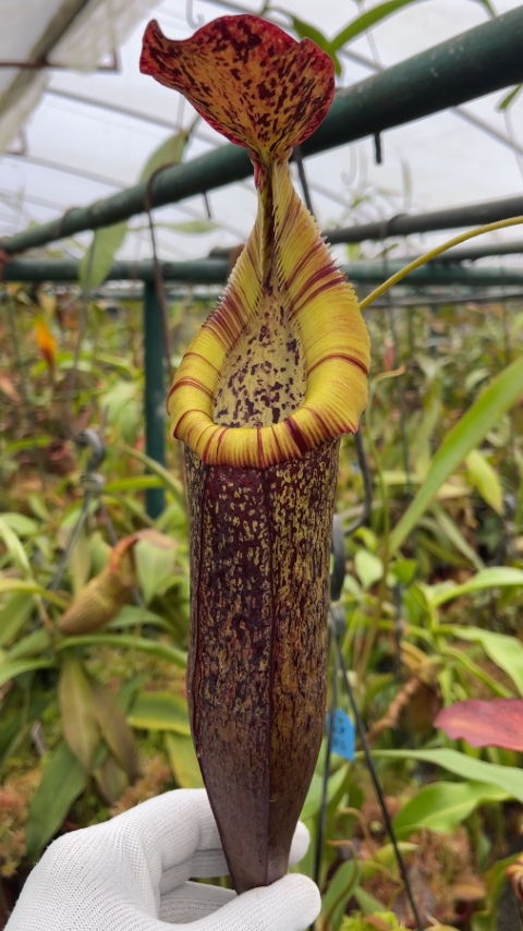 N. singalana x (burbidgeae x edwardsiana) – clone #4