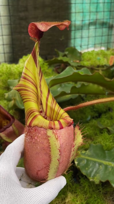 N. veitchii - Bario Highland - grex # 2