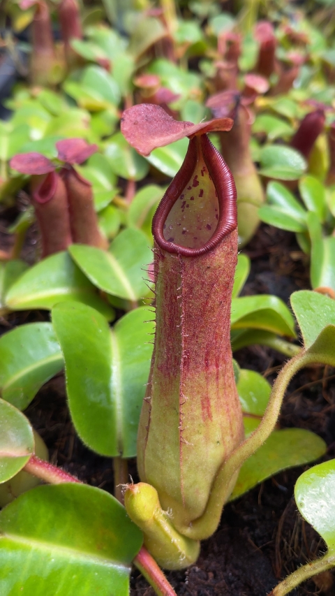 N. truncata – Pasian Highland