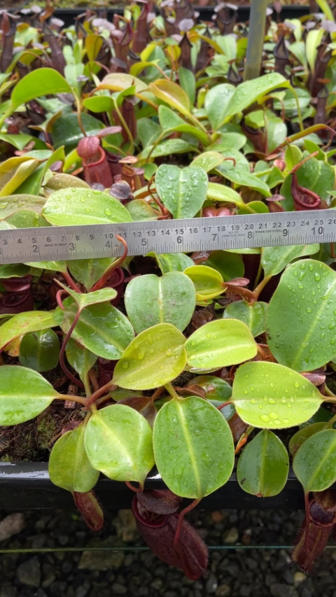 N. robcantleyi x palawanensis