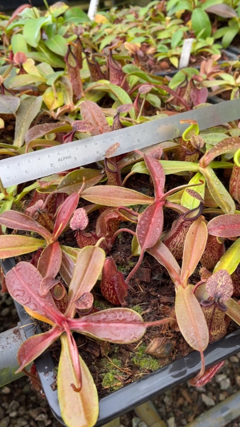 N. hamata x maxima - assorted clones