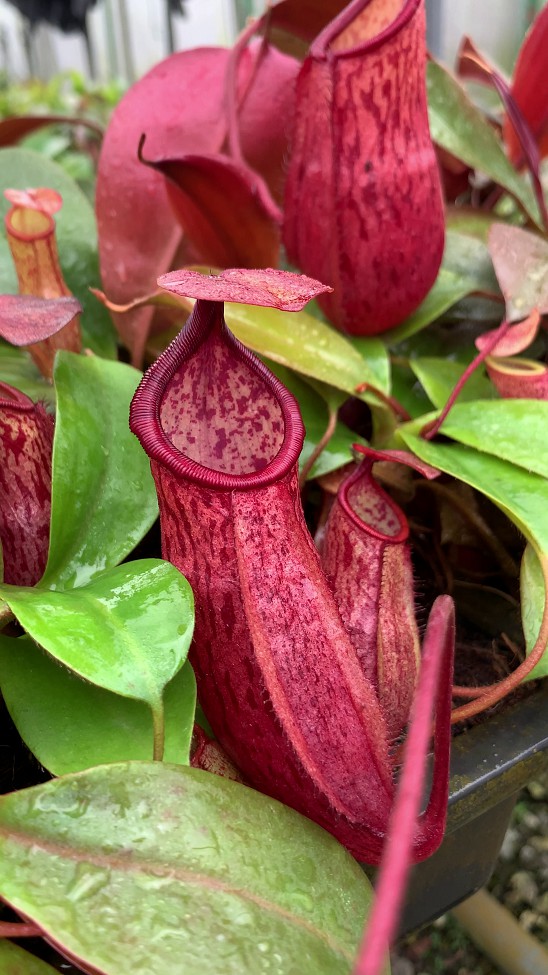 N. mira x peltata – assorted clones