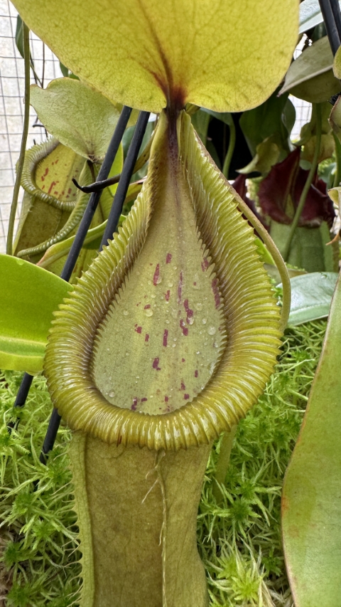 N. robcantleyi x hamata - assorted clones