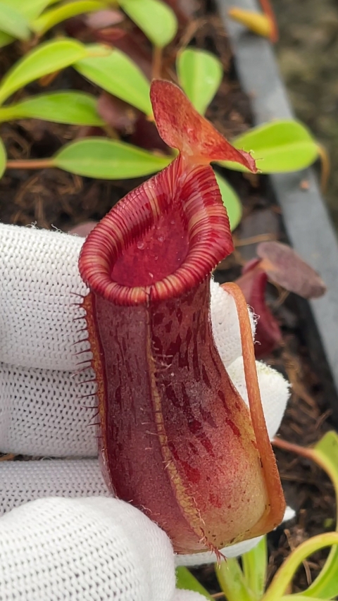 N. burkei x lowii - assorted clones