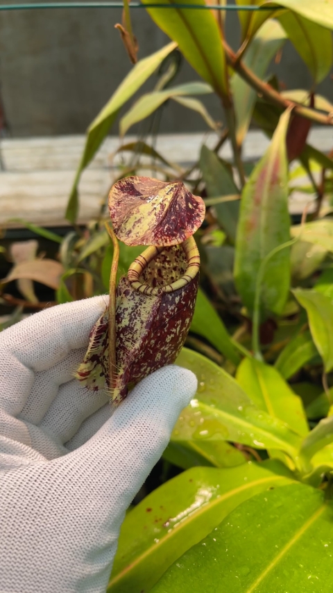 N. rafflesiana - Brunei - selected clone