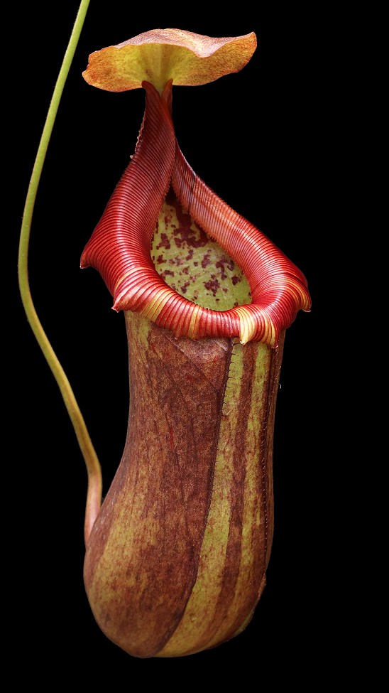 N. robcantleyi x ventricosa – assorted clones