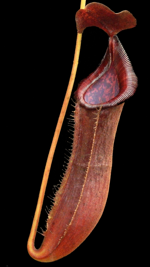 N. boschiana x lowii