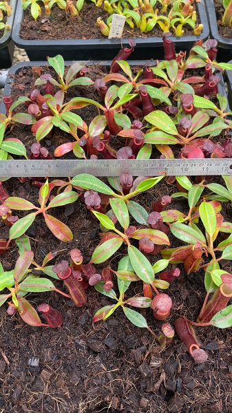 N. {[(lowii x veitchii) x boschiana] x [(veitchii x maxima) x veitchii]} x edwardsiana - clone # 3