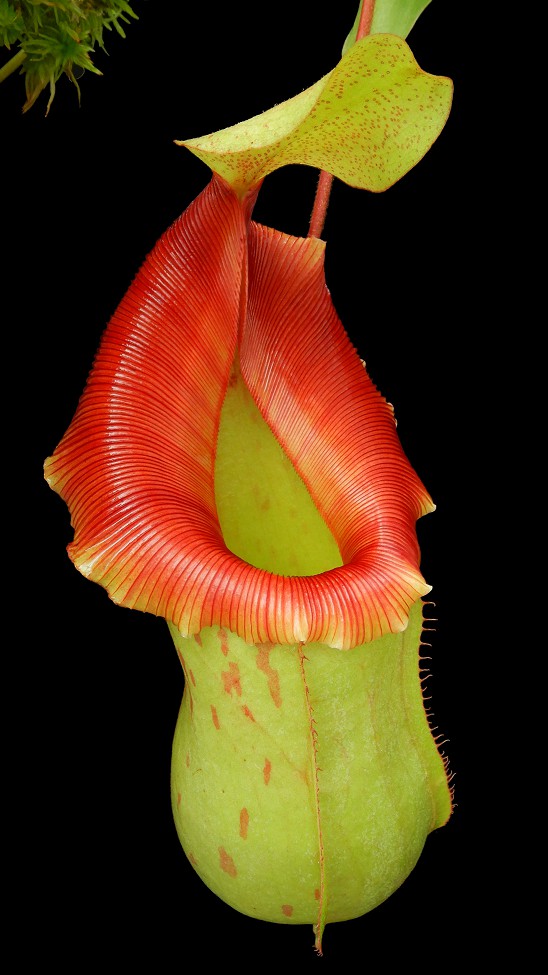 N. veitchii x ventricosa – assorted clones