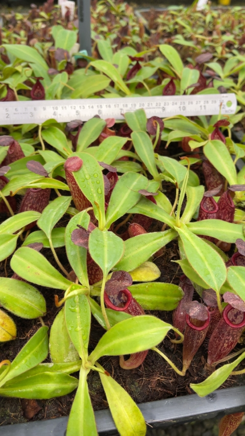 N. talangensis x glandulifera – selected clone