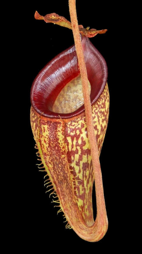 N. talangensis – assorted clones