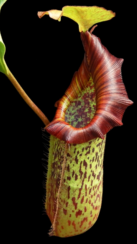 N. platychila x robcantleyi - assorted clones