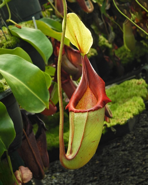 N. rajah x veitchii – assorted clones