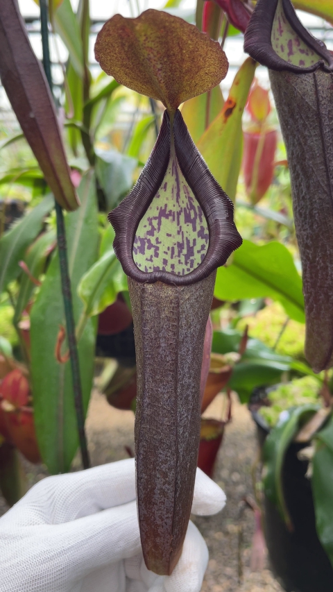 N. maxima x ramispina – best selected clone