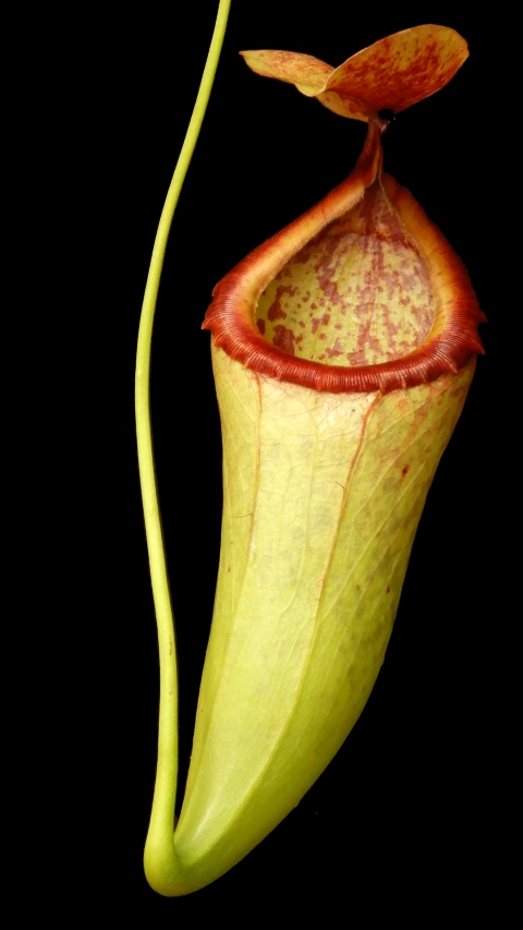 N. merrilliana x campanulata
