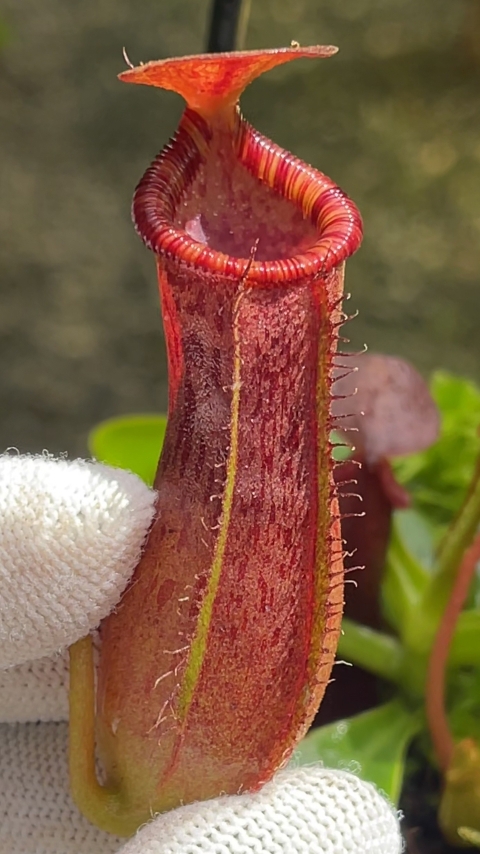 N. burkei x lowii - assorted clones