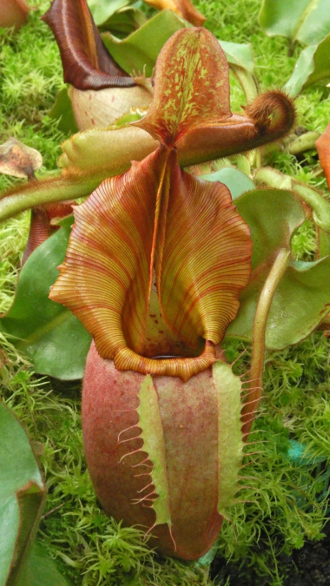 N. veitchii - Bario Highland - grex # 2