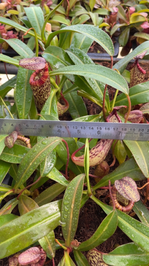 N. vogelii x ventricosa - selected clone